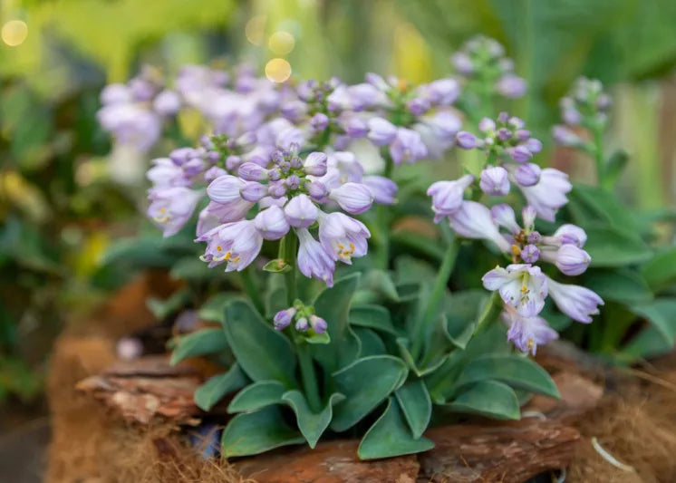 Plantain Lily Blue Mouse Ears (Hosta )
