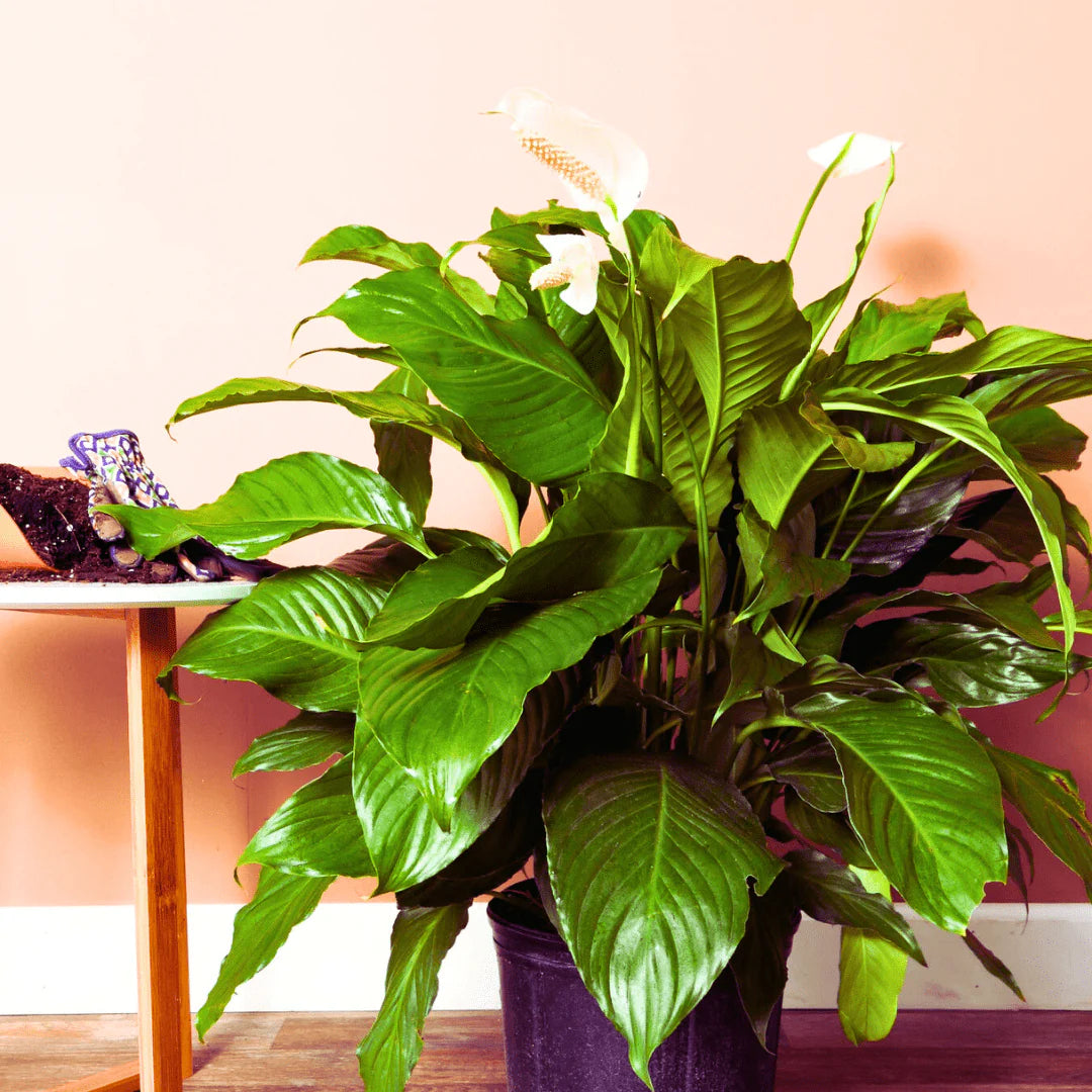 Peace Lily Sensation Tissue culture (Spathiphyllum)