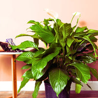 Peace Lily Sensation Tissue culture (Spathiphyllum)