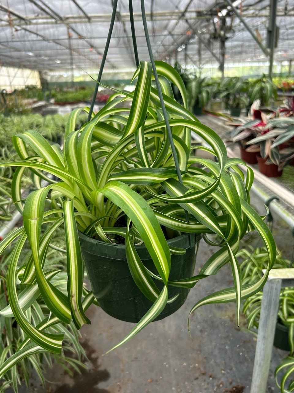 Spider Plant Bonnie (Chlorophytum comosum) - Ladybird Nursery