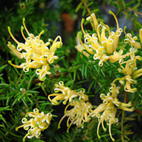 Grevillea Old Gold™