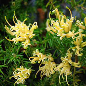 Grevillea Old Gold™