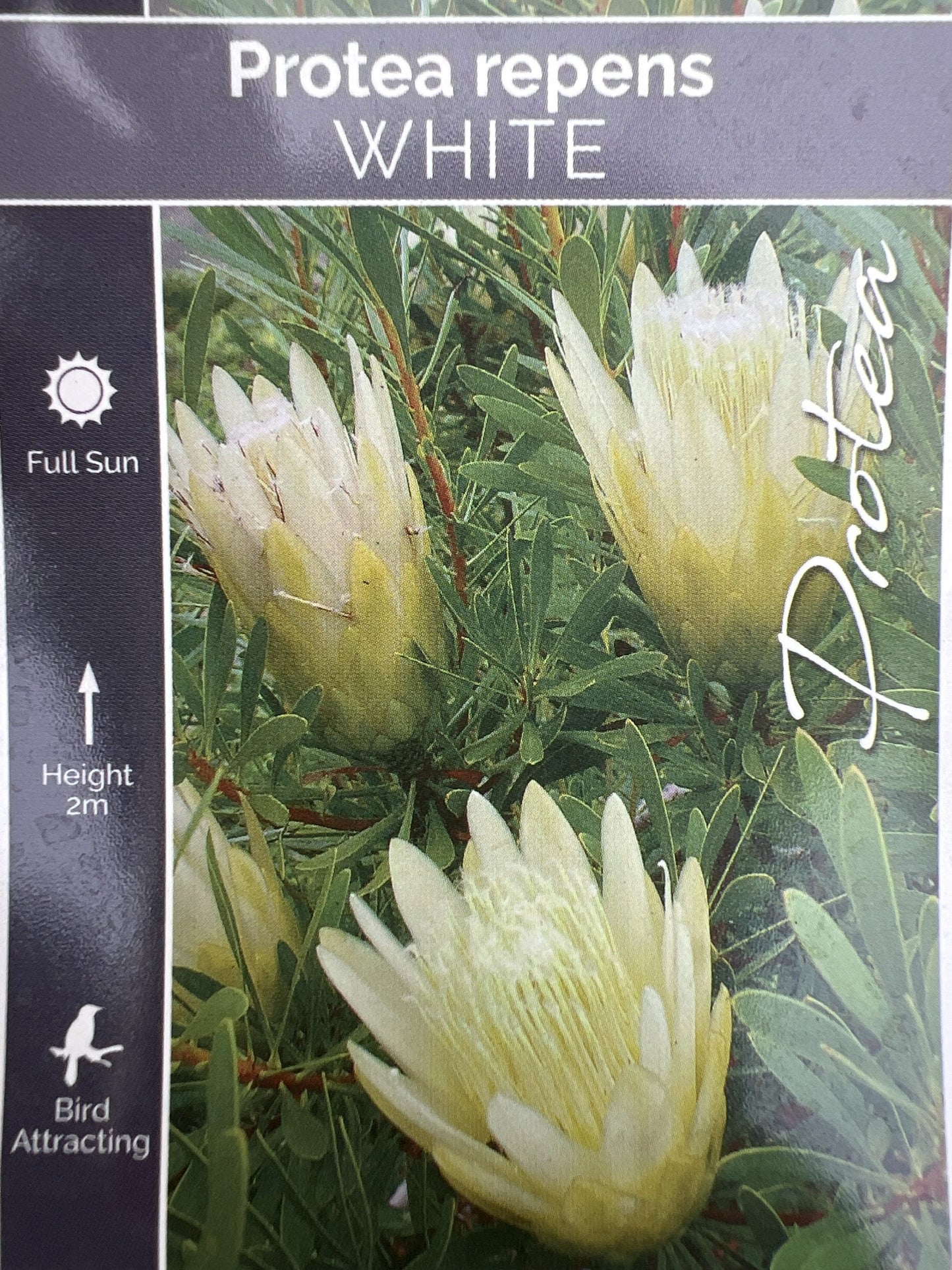 Protea White Repens 300mm PICK UP ONLY