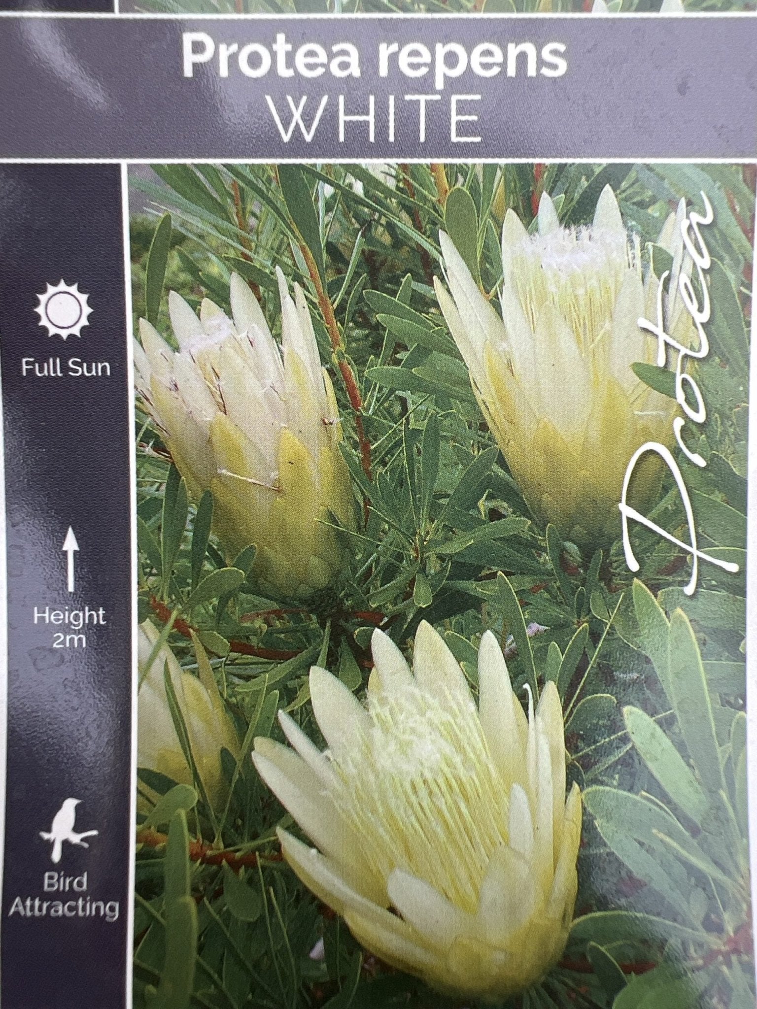 Protea White Repens 300mm PICK UP ONLY - Ladybird Nursery