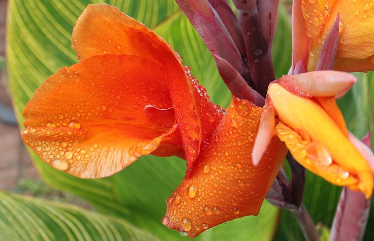 Canna generalis Bengal Tiger (Canna x.)
