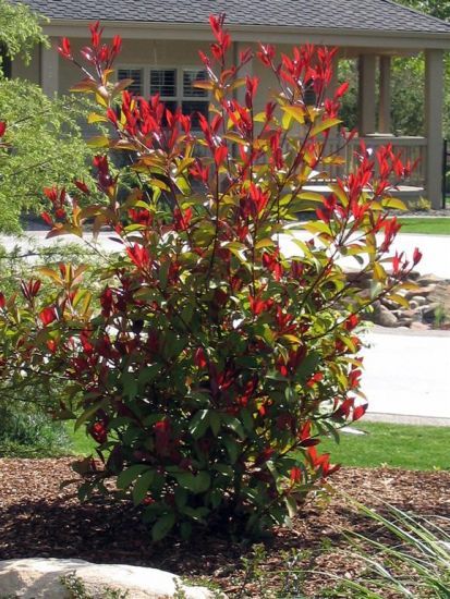 Red Tip Photinia Robin (Photinia fraseri)