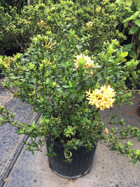 Ixora Dwarf Yellow