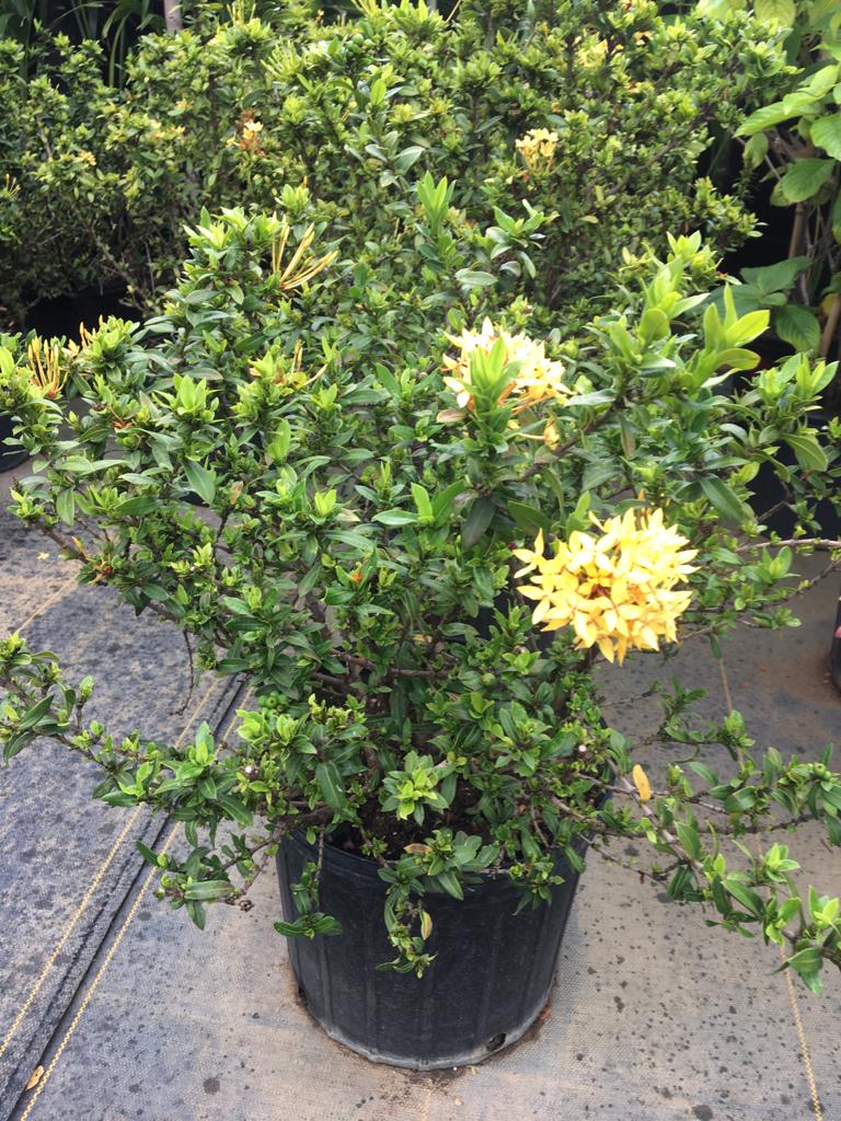 Ixora Dwarf Yellow - Ladybird Nursery