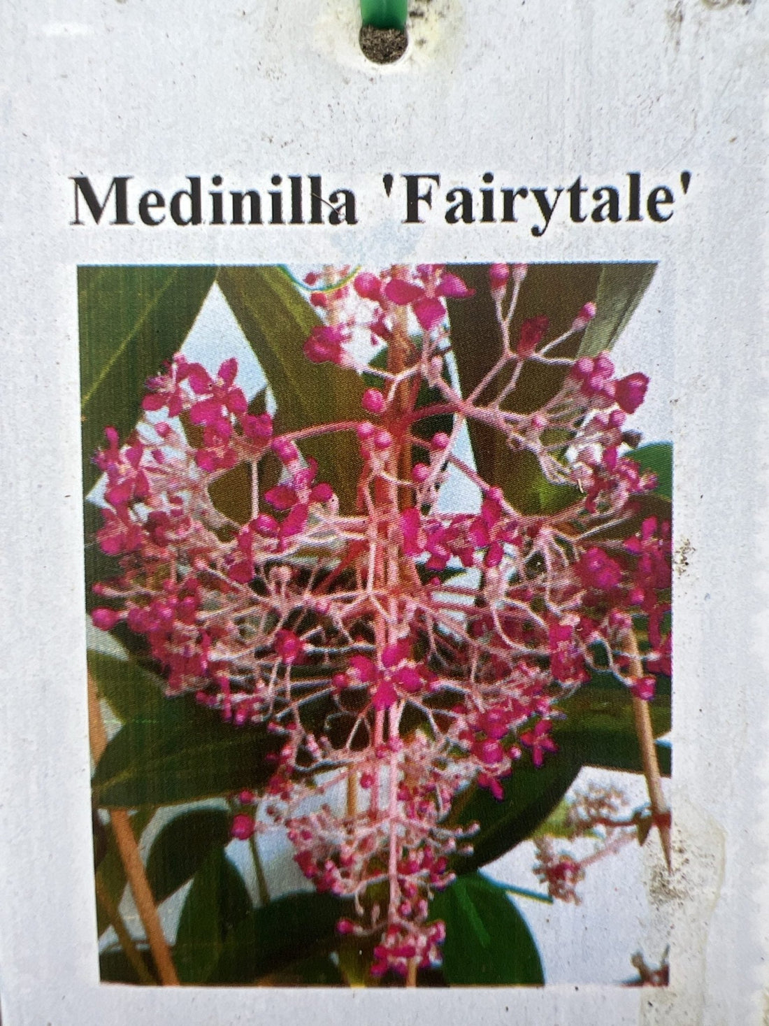 Medinilla Fairytale (Medinilla magnifica) - Medium - Ladybird Nursery