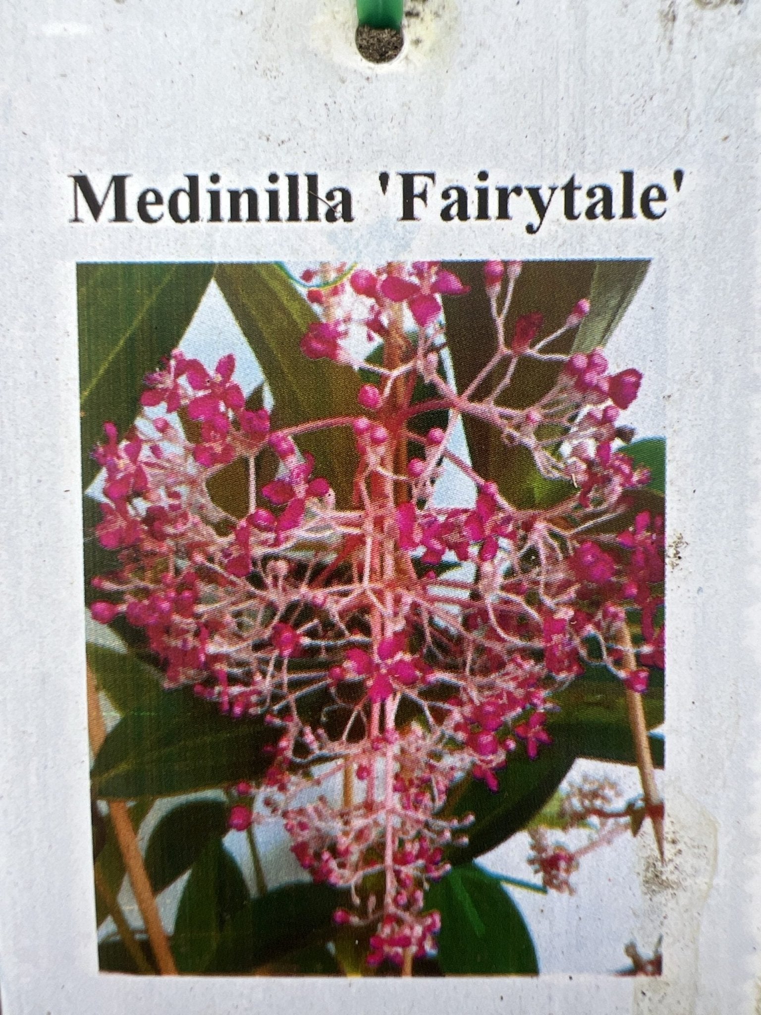 Medinilla Fairytale (Medinilla magnifica) - Large (PICK UP ONLY) - Ladybird Nursery