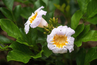 Radermachera Summerscent ™