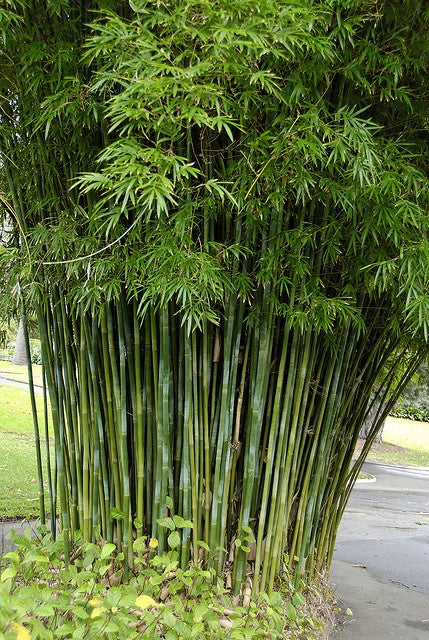 Slender Weavers Bamboo Gracilis (Bambusa textilis)
