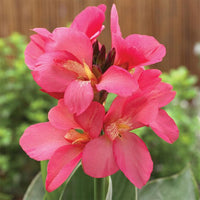 Canna South Pacific Rose (Canna) - Ladybird Nursery