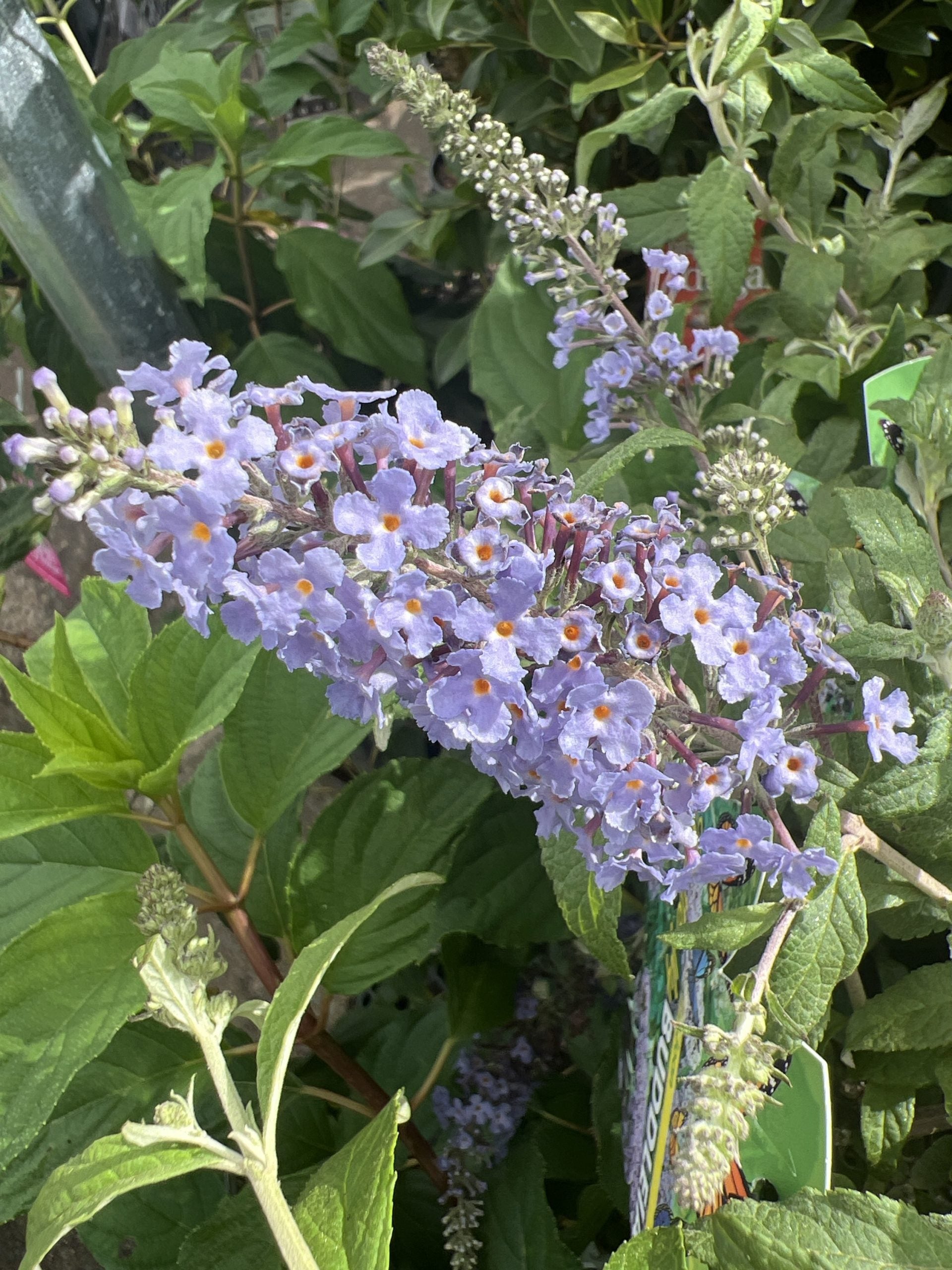 Butterfly Bush Joan (Buddleja davidii)