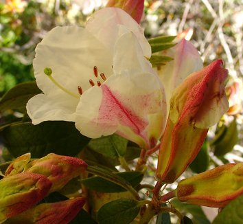 Rhododendron Kimbeth - Ladybird Nursery