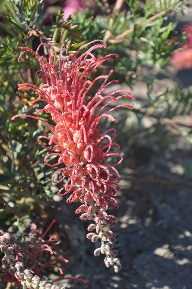 Grevillea Pick O The Crop