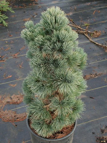 Southwestern White Pine Loma Linda (Pinus strobiformis) - Ladybird Nursery