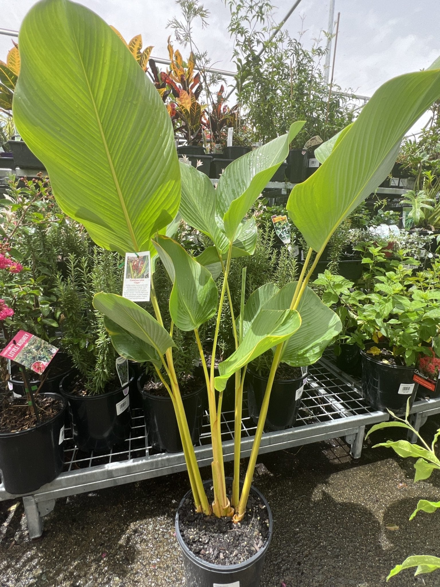 Calathea Lutea (Cuban Cigar) - Ladybird Nursery