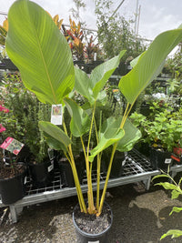 Havana Cigar Calathea (Calathea lutea) - Large