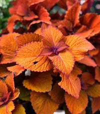 Coleus Campfire