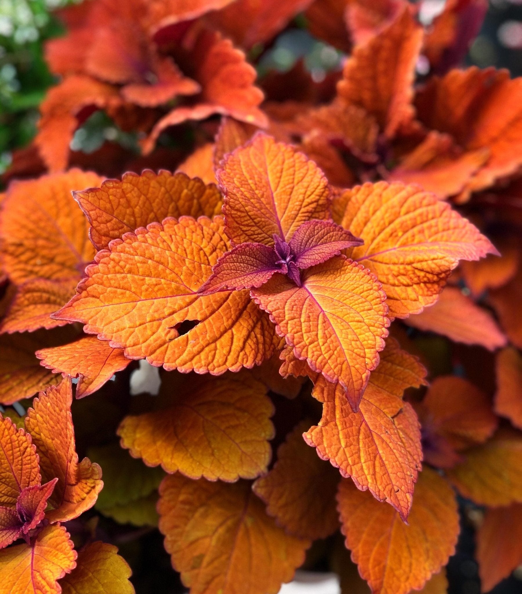 Coleus Campfire - Ladybird Nursery