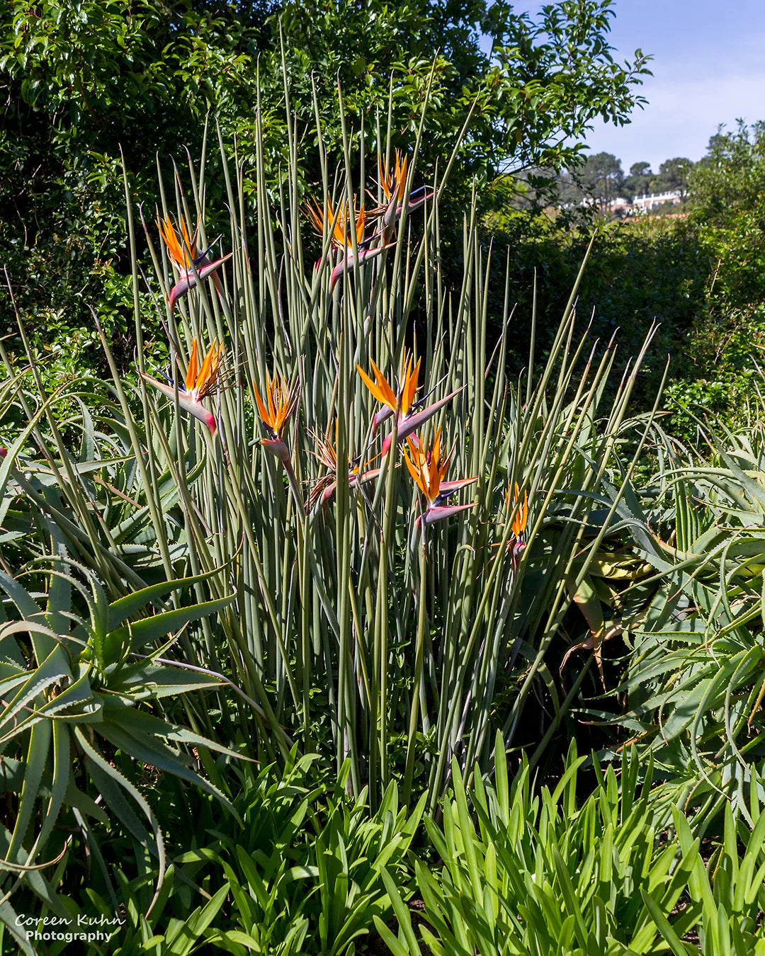 Bird of Paradise var. juncea (Strelitzia parvifolia)