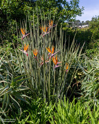 Bird of Paradise var. juncea (Strelitzia parvifolia)