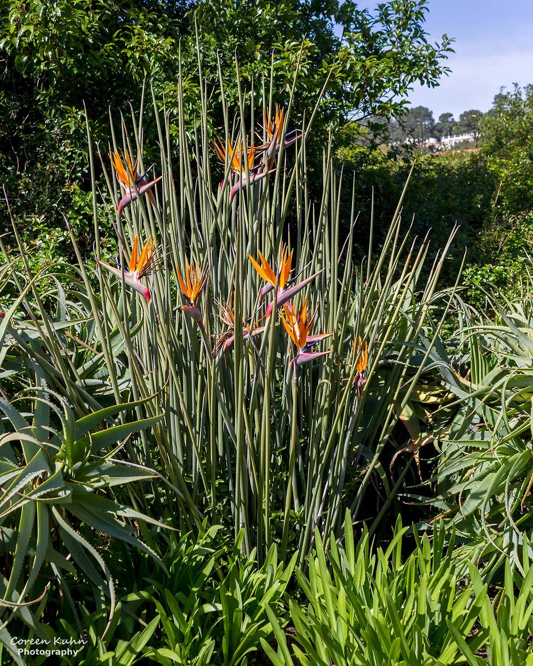 Bird of Paradise var. juncea (Strelitzia parvifolia) - Ladybird Nursery