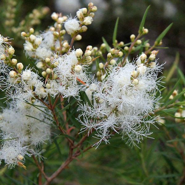 Flax-leaved Paperbark Snowfire (Melaleuca linariifolia)