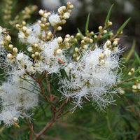 Flax - leaved Paperbark Snowfire (Melaleuca linariifolia) - Ladybird Nursery