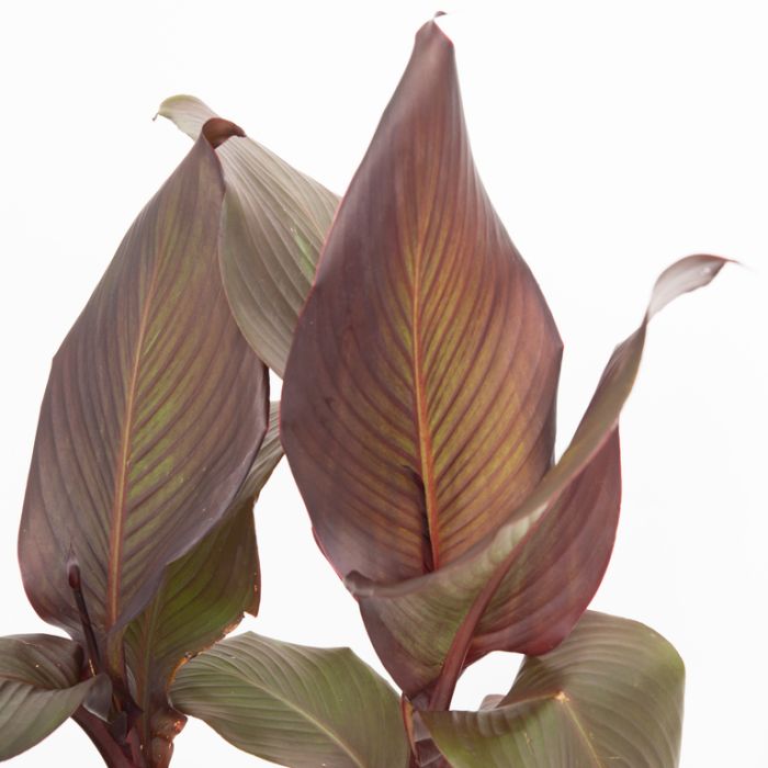 Tropicanna Lily Black - Ladybird Nursery