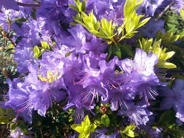 Rhododendron Blue Admiral