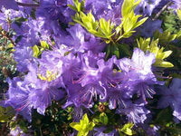 Rhododendron Blue Admiral