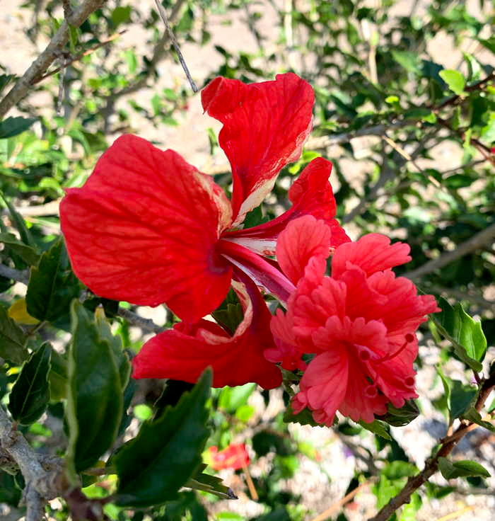 Hibiscus El Capitolio