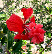 Hibiscus El Capitolio