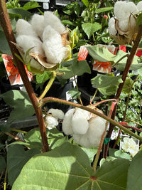 Cotton Plant (Gossypium) - Ladybird Nursery