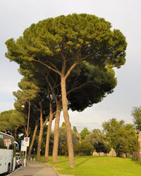 Stone Pine (Pinus pinea) - Ladybird Nursery