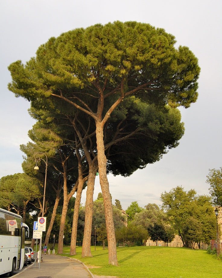 Stone Pine (Pinus pinea) - Ladybird Nursery