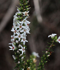 Coral Heath (Epacris microphylla)