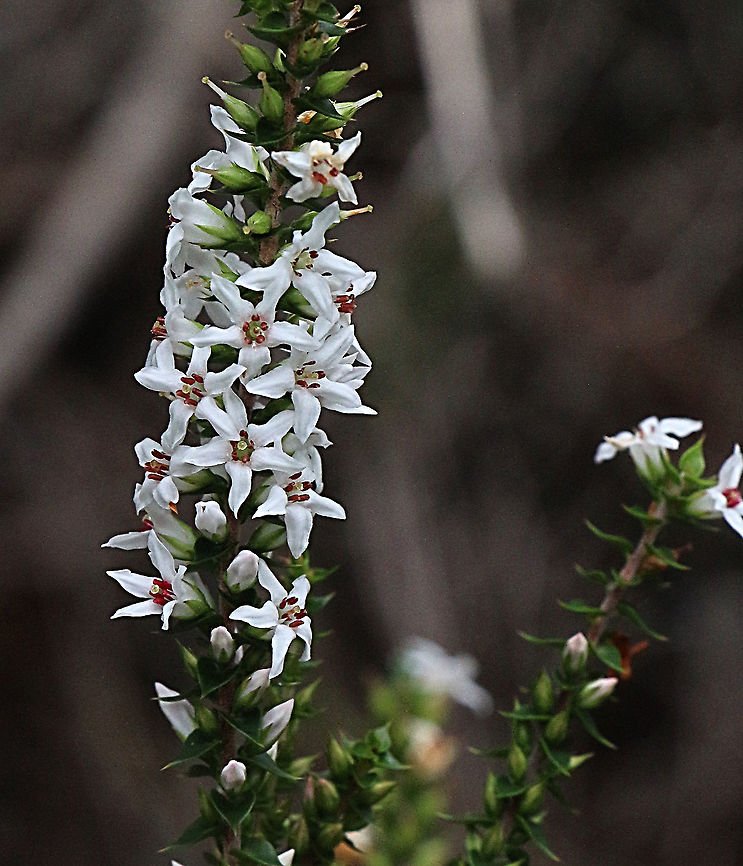 Coral Heath (Epacris microphylla) - Ladybird Nursery