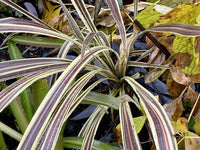 Cordyline Electric Flash™ (Cordyline banksii) - Ladybird Nursery