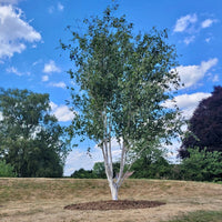 Himalayan Birch Jacquemontii (Betula utilis) - Ladybird Nursery