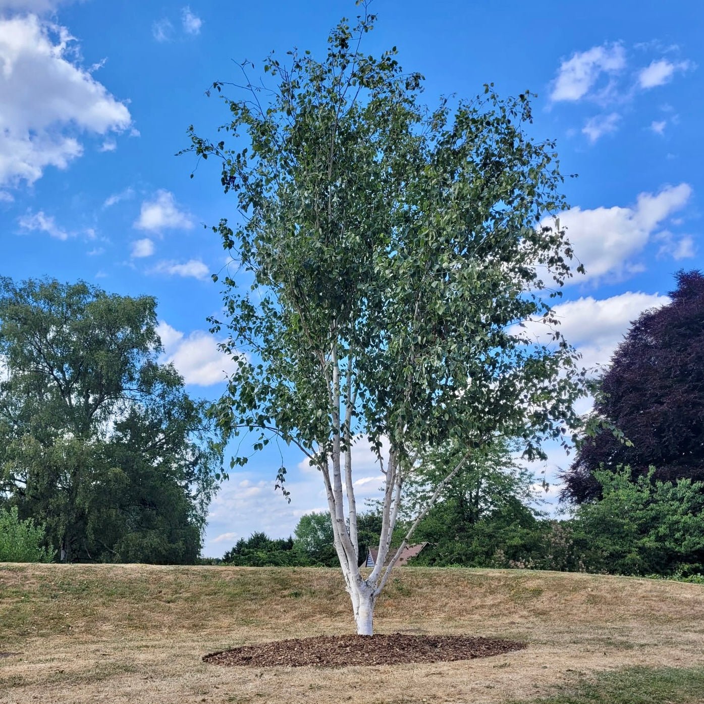 Himalayan Birch Jacquemontii (Betula utilis) - Ladybird Nursery