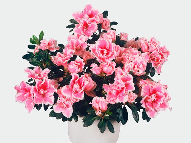 Azalea Favourite - Ladybird Nursery