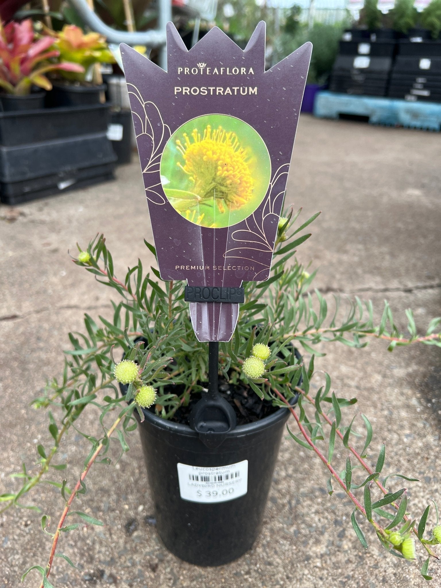 Leucospermum prostratum - Ladybird Nursery
