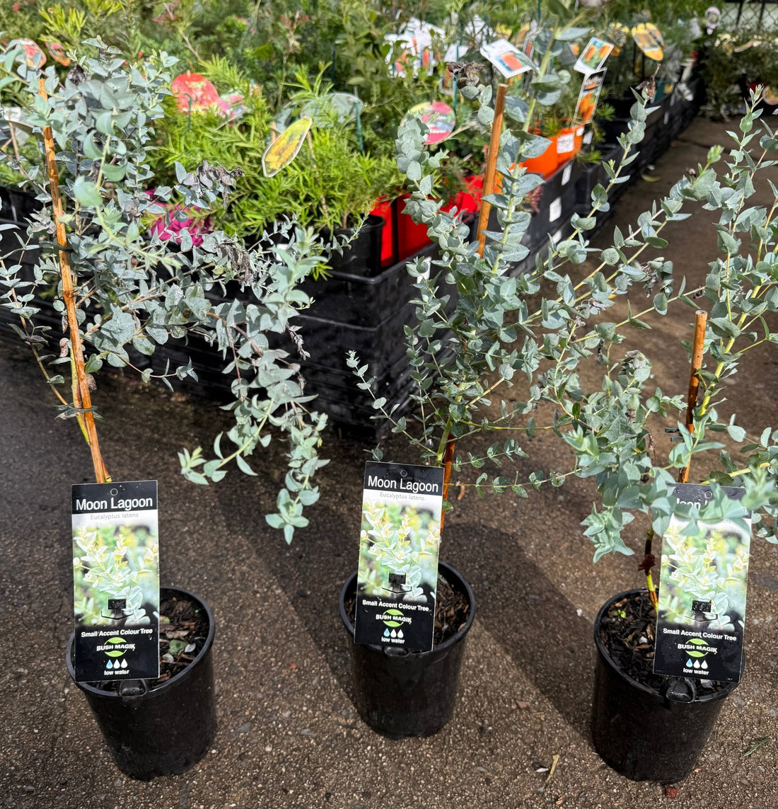 Eucalyptus 'Moon Lagoon' (Eucalyptus latens) - Ladybird Nursery