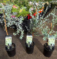 Eucalyptus 'Moon Lagoon' (Eucalyptus latens) - Ladybird Nursery