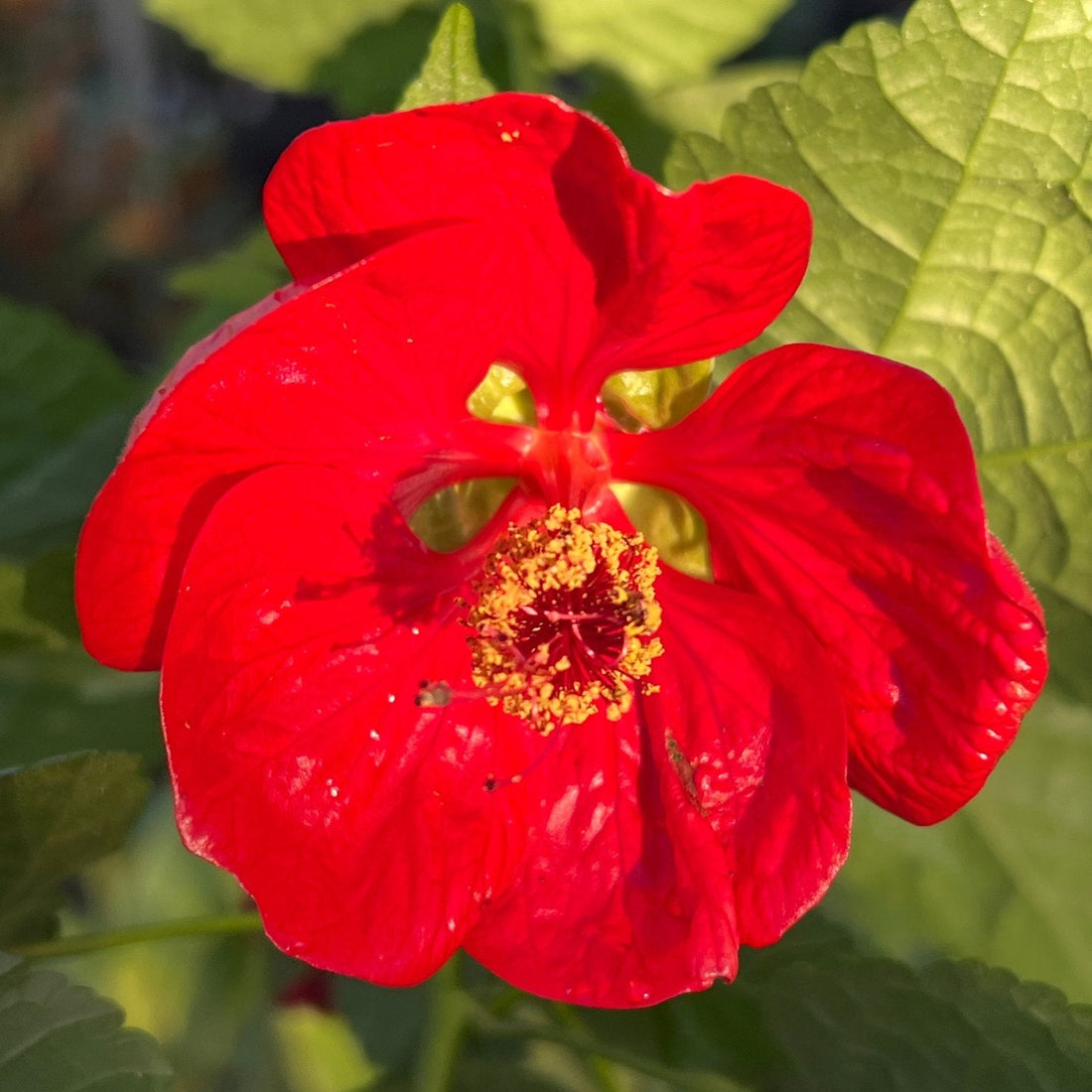 Chinese Lantern 'Lucky Red' (Abutilon) - Ladybird Nursery