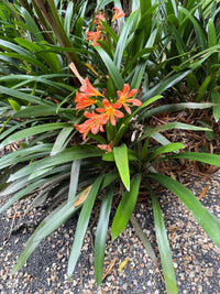 Clivia miniata Orange - Ladybird Nursery