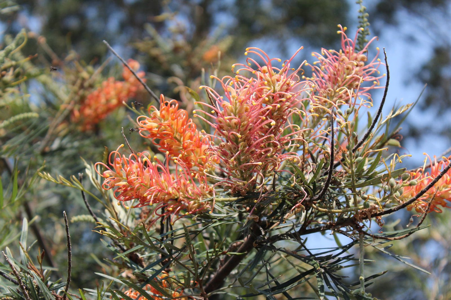 Grevillea Coastal Impressive